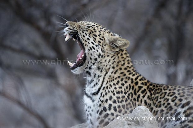 Lopard le soir sur une termitire dans le dsert du Kalahari.