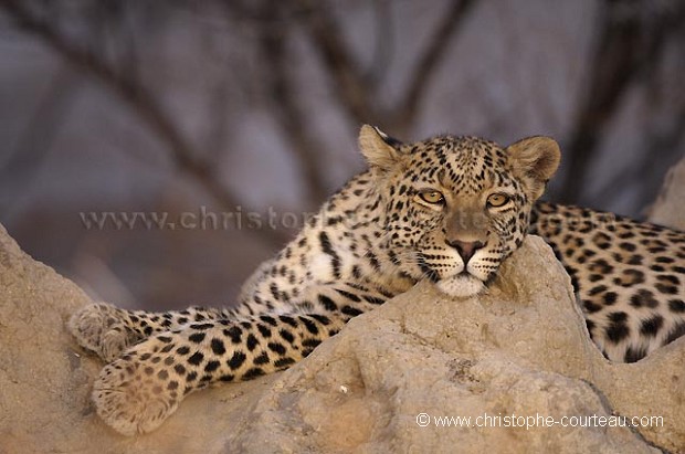 Lopard le soir sur une termitire dans le dsert du Kalahari.