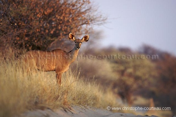 Grand Kudu Femelle au petit matin