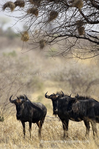 Gnous  l'ombre en pleine chaleur dans le dsert du Kalahari.