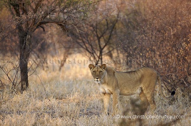 Black Manned Kalahari Lion : Lioness coming out the thickets for only a couple of seconds...