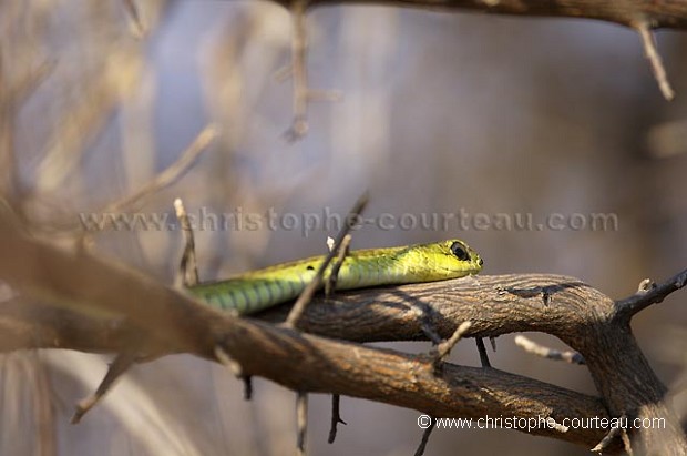 Boomslang (male) in Tree.