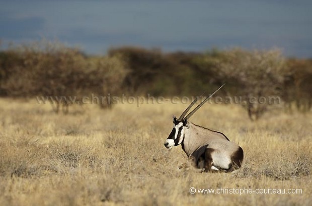 Oryx Gemsbok in the Kalahari Desert.