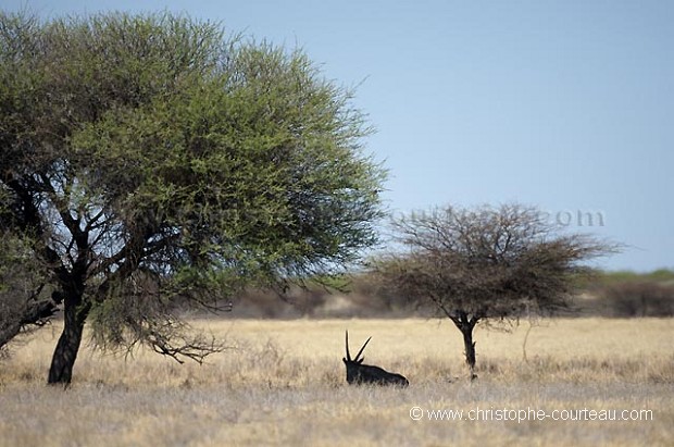 Oryx dans le desert du Kalahari