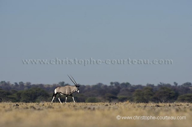 Oryx dans le Kalahari