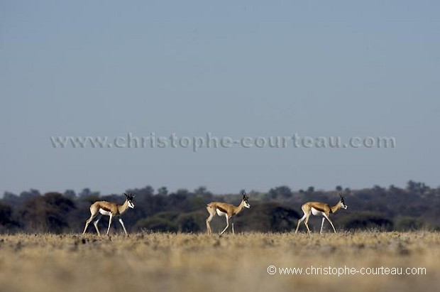 Springboks en file indienne dans le désert du Kalahari.