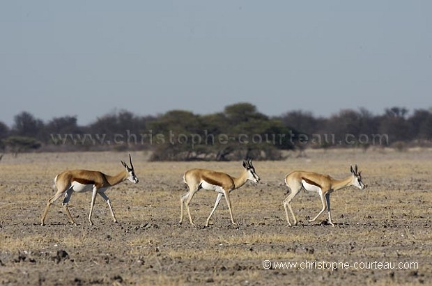 Springboks walking in a line in the Kalahari Desert.