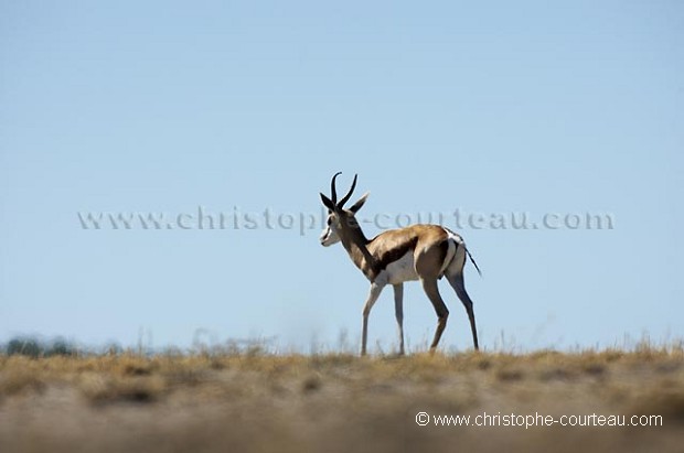 Springbok sous la chaleur accablante dans le dsert du Kalahari.