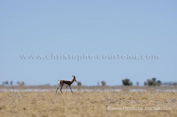 Springbok sous la chaleur accablante dans le dsert du Kalahari.