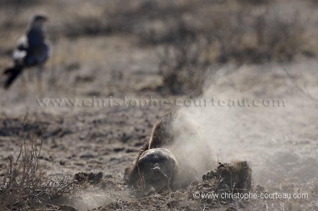 Honey Badger Scrapping the ground in order to find out some food like wasp's nest.