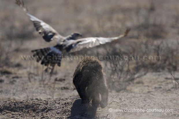 Ratel en train de chasser un autour chanteur venu lui drober une partie de son menu