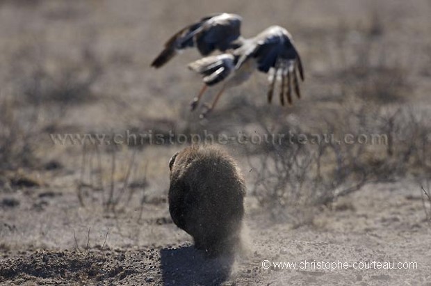 HoneyBadger chasing away an inquisitive Pale Chanting Goshawk