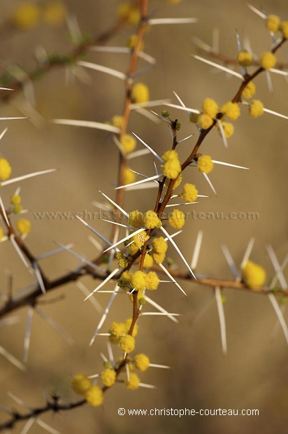 Fleurs et epines d'accacia