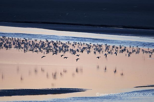 Shelducks flying at sunset in the Bay of the Mont St Michel