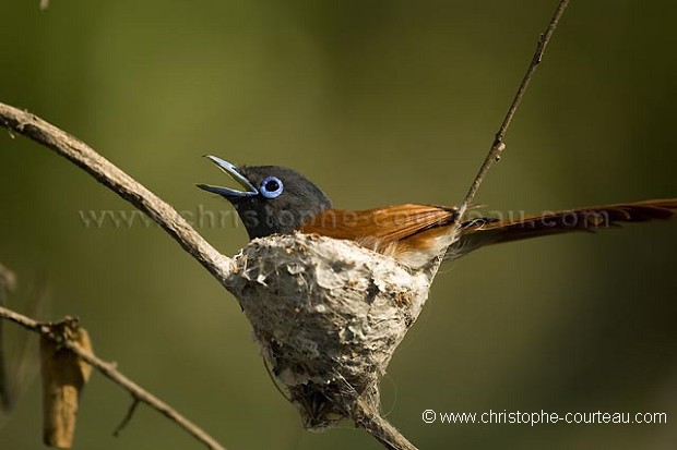 African Paradise Flycatcher Nesting