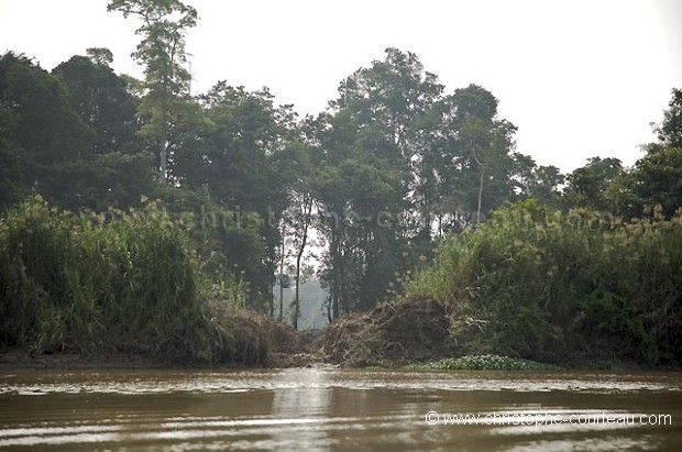 Palm Trees Oil Plantation in Borneo.