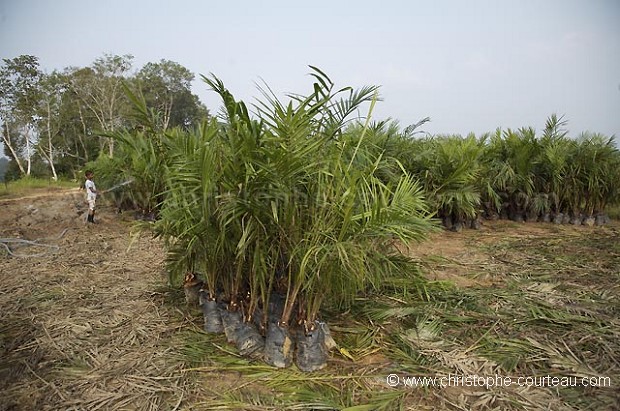 Palm Tree Oil Plantation, Close to the Kinabatangan River, Sabah State, Borneo, Malaysia.