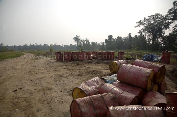 alm Tree Oil Plantation, Close to the Kinabatangan River, Sabah State, Borneo, Malaysia.