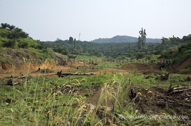 Plantation de palmiers  huile  Borno.