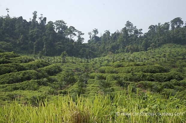 Palm Tree Oil Plantation, Close to the Kinabatangan River, Sabah State, Borneo, Malaysia.