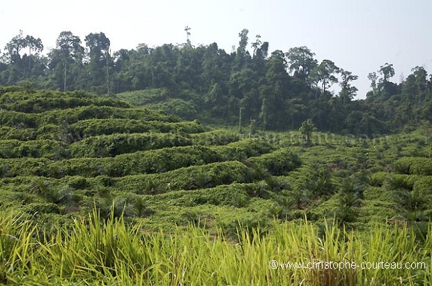 Palm Tree Oil Plantation, Close to the Kinabatangan River, Sabah State, Borneo, Malaysia.