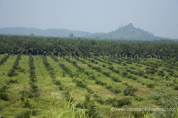 Palm Tree Oil Plantation, Close to the Kinabatangan River, Sabah State, Borneo, Malaysia.