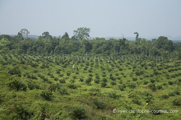 Palm Tree Oil Plantation, Close to the Kinabatangan River, Sabah State, Borneo, Malaysia.