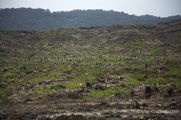 Plantation de palmiers  huile  Borno.