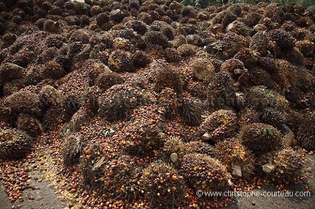 Palm Trees Fruits for Oil