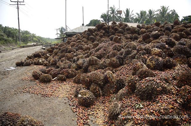 Palm Trees Fruits for Oil