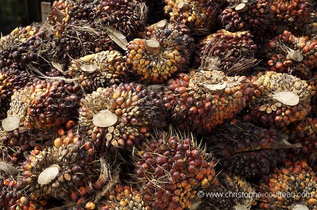 Palm Trees Fruits harvested to make Palm Oil