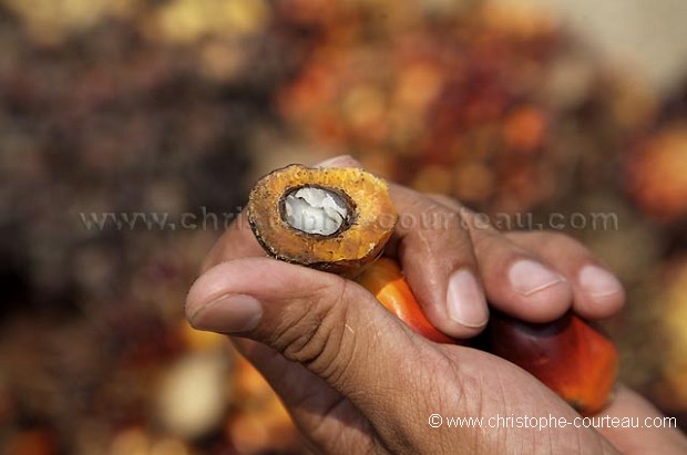 Fruits rcolts pour la fabrication de l'huile de palme  Borno.