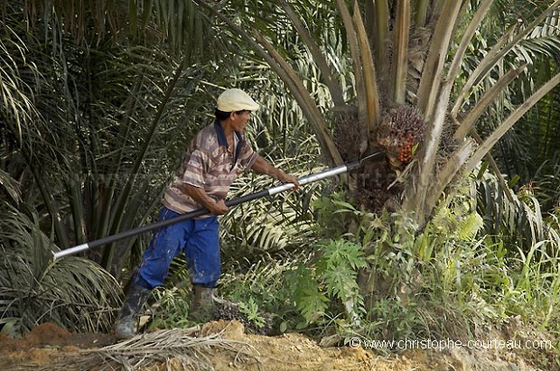 Palm Trees Fruits harvested to make Oil