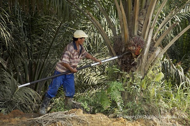 Rcolte de Noix de Palme pour la fabrication de l'huile.