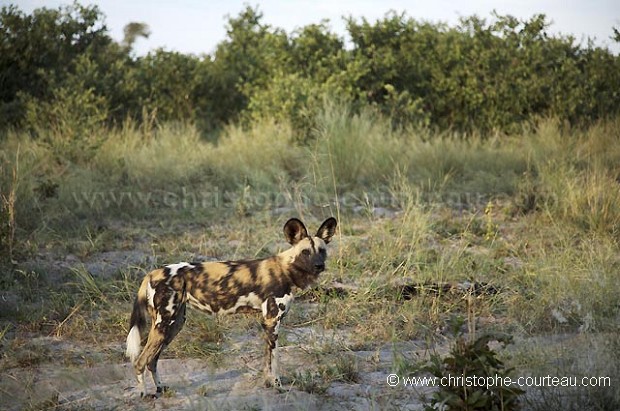 African Wild Dogs