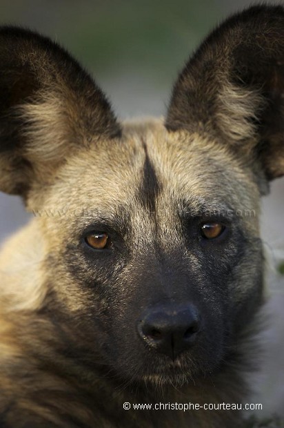 Lycaons - African Wild Dogs