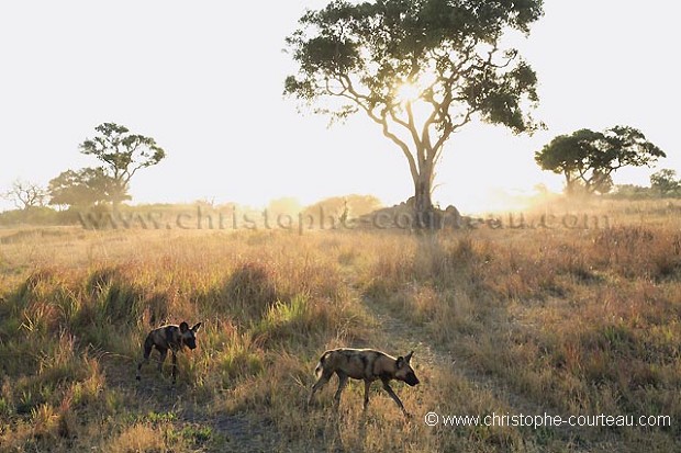 Pack of  Wild Dogs