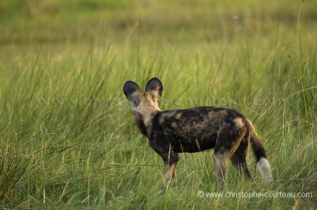 Wild Dog Adult observing a prey