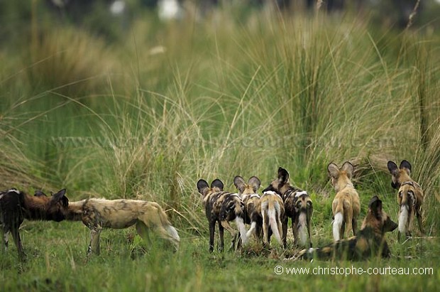 Young Wild Dogs after the Hunt, the Pack failled.