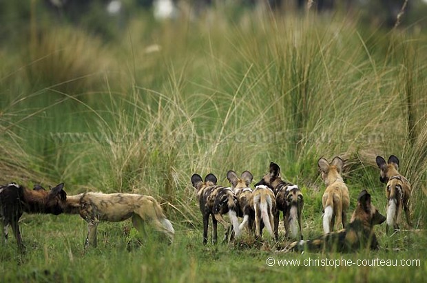 Lycaons, aprs une chasse manque dans les marcages.