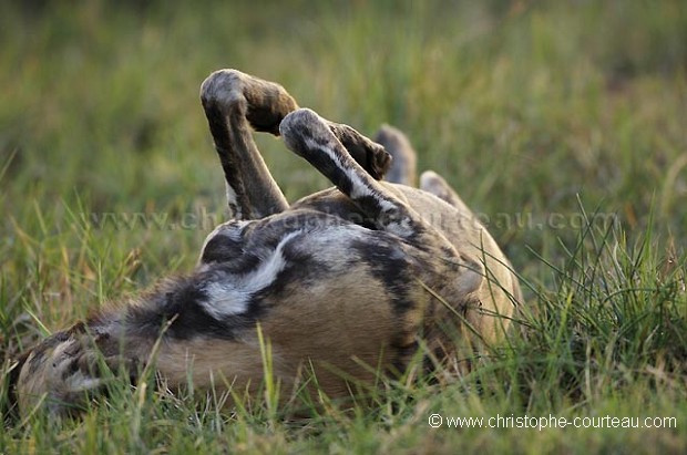 Wild Dog Rolling on its back