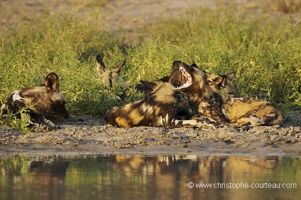 Pack of African Wild Dogs near a Water Hole.