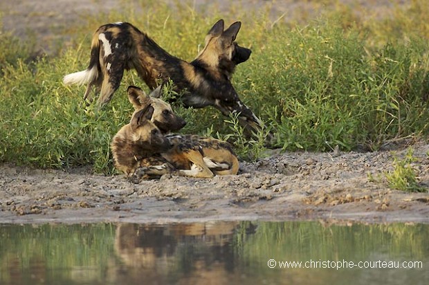 Meute de Lycaons au bord d'un point d'eau.