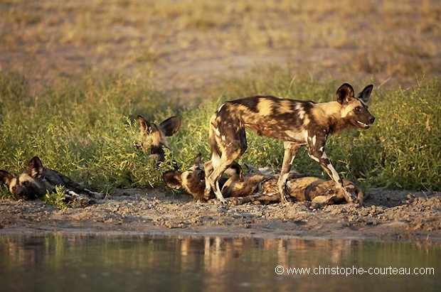 Lycaons au bord d'un point d'eau