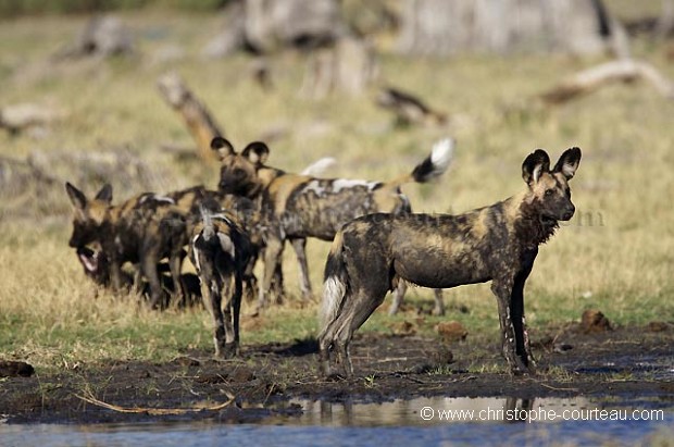 Lycaons au bord d'un point d'eau