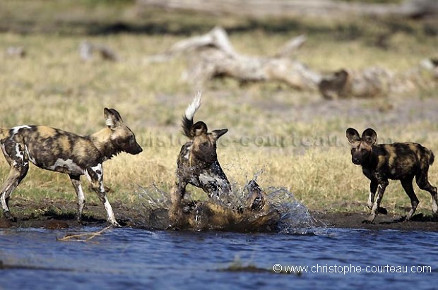 African Wild Dogs playing near by a Water Hole