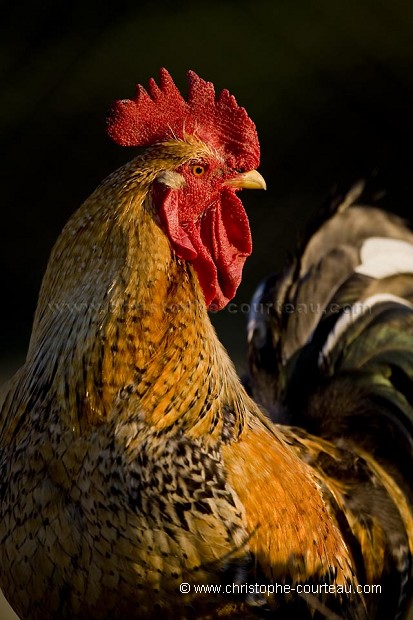 Cock in a Farm.