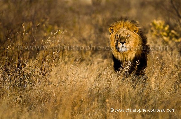 Lion du dsert du Kalahari.