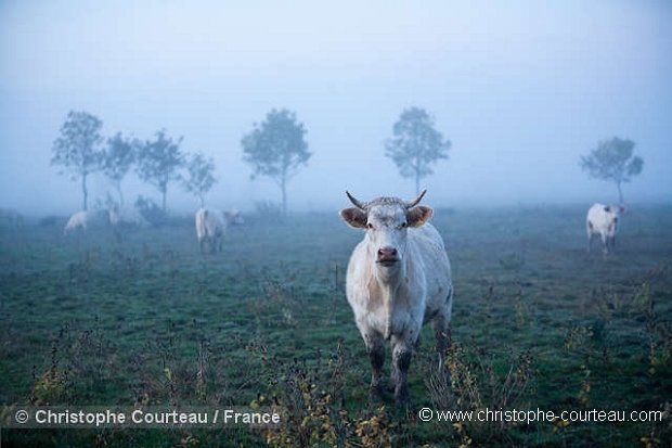 MOIS de NOVEMBRE 2009