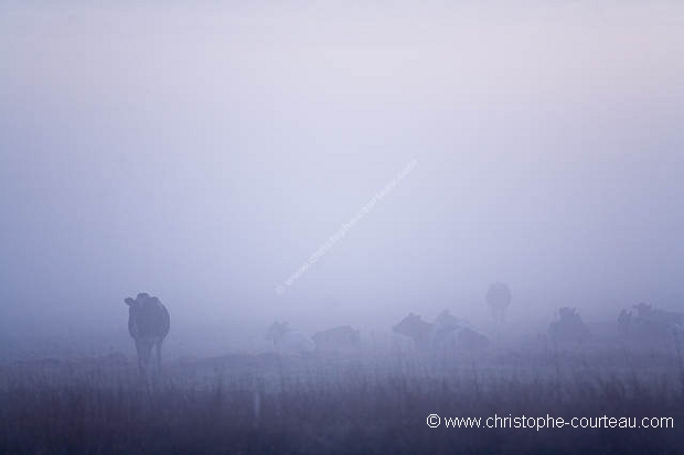 Paysage du Marais Poitevin